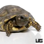 Baby Yellowfoot Tortoises For Sale - Underground Reptiles