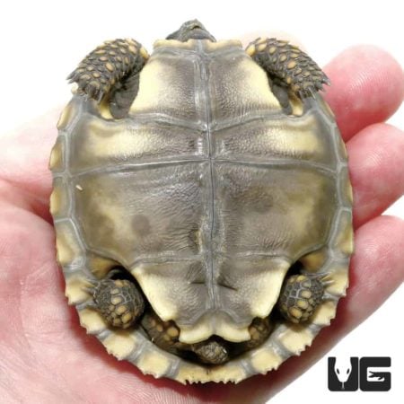 Tortoises For Sale - Underground Reptiles