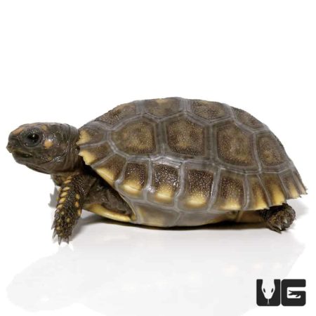 Baby Yellowfoot Tortoises For Sale - Underground Reptiles