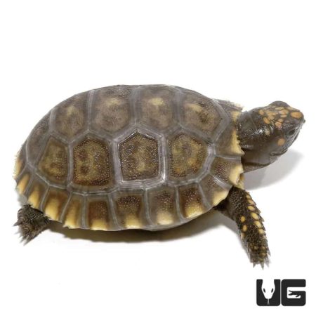 Baby Yellowfoot Tortoises For Sale - Underground Reptiles