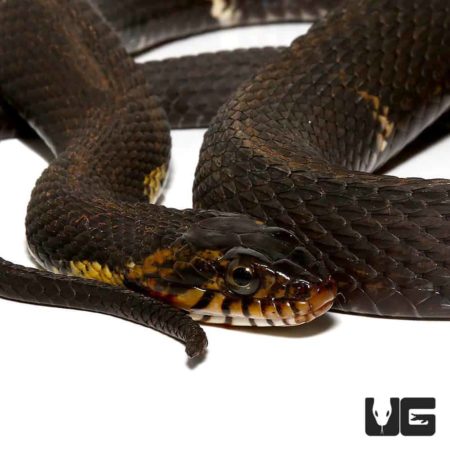 Broad Banded Water Snakes For Sale - Underground Reptiles