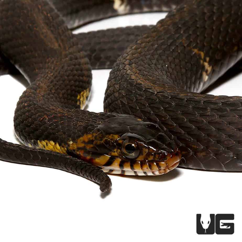 Broad Banded Water Snake For Sale - Underground Reptiles