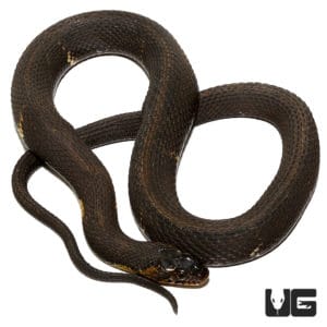 Broad Banded Water Snake For Sale - Underground Reptiles