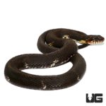 Broad Banded Water Snakes For Sale - Underground Reptiles