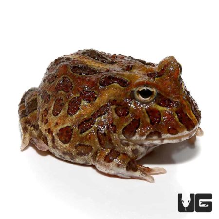 Chocolate Pacman Frog For Sale - Underground Reptiles