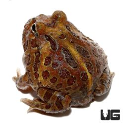 Chocolate Pacman Frog For Sale - Underground Reptiles