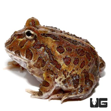 Chocolate Pacman Frog For Sale - Underground Reptiles