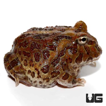 Chocolate Pacman Frog For Sale - Underground Reptiles
