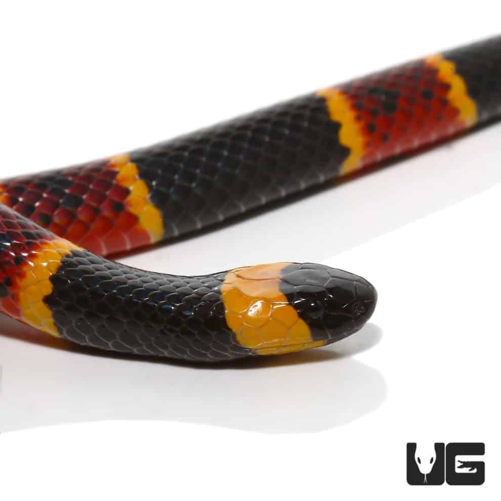 Venomous Snakes & Lizards For Sale Underground Reptiles