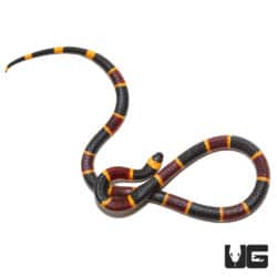 Eastern Coral Snake (Micrurus fulvius) for sale - Underground Reptiles