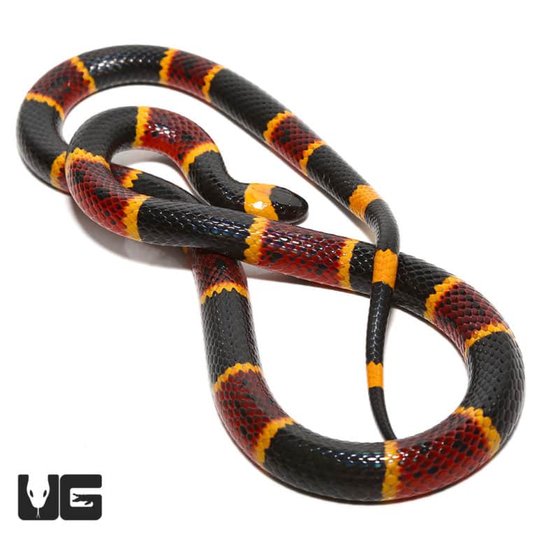 Eastern Coral Snake - Underground Reptiles