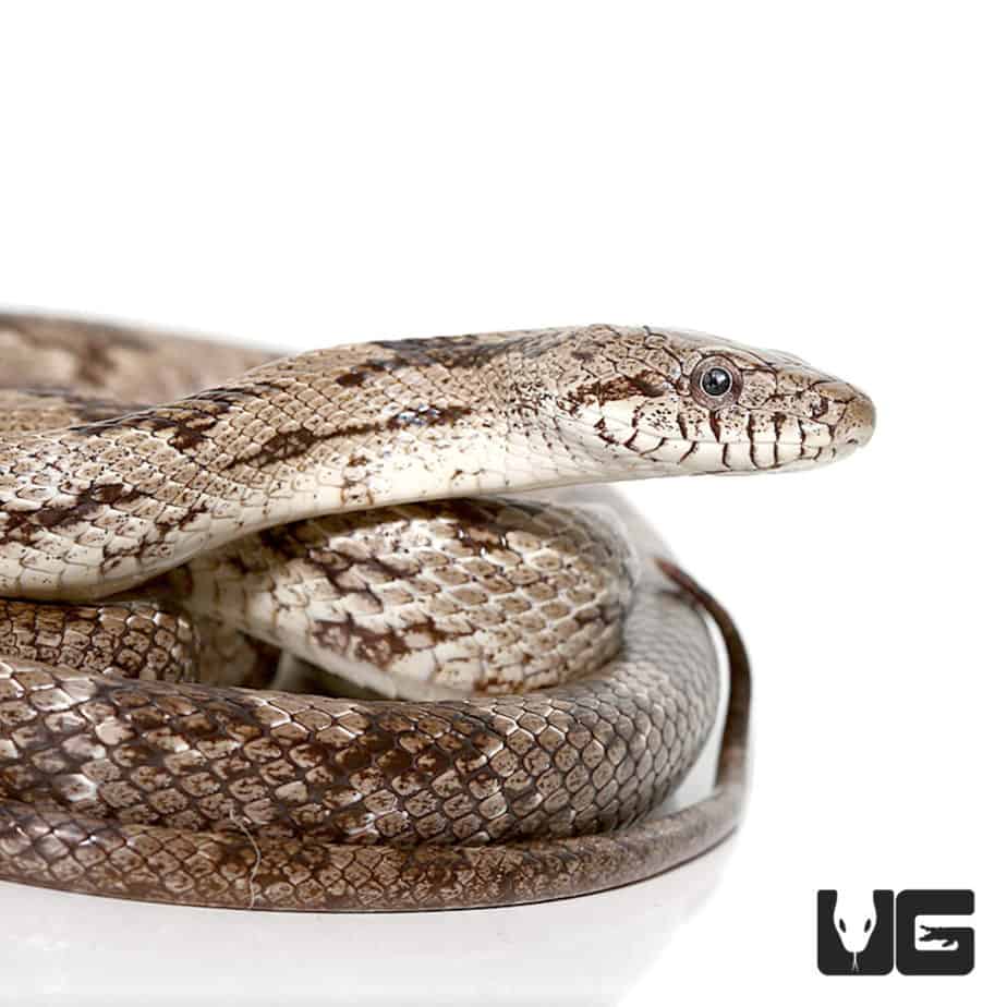 Grey Ratsnake For Sale - Underground Reptiles