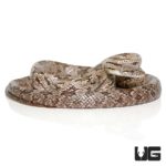 Grey Ratsnake For Sale - Underground Reptiles