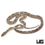 Grey Ratsnake For Sale - Underground Reptiles