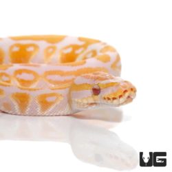 Lavender Albino Ball Pythons For Sale - Underground Reptiles