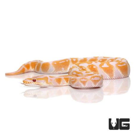 Lavender Albino Ball Pythons For Sale - Underground Reptiles