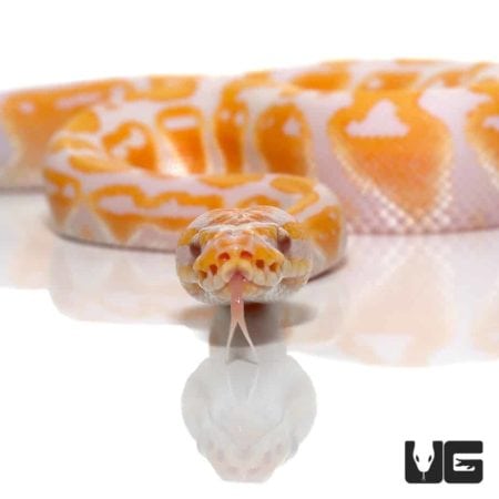 Lavender Albino Ball Pythons For Sale - Underground Reptiles