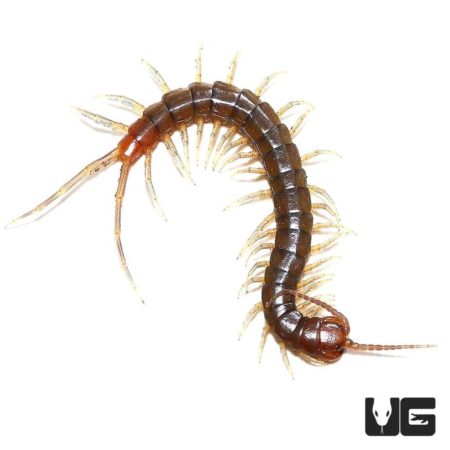 Centipedes, Millipedes and More For Sale - Underground Reptiles