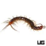 Long Tailed Centipedes For Sale - Underground Reptiles
