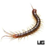Long Tailed Centipedes For Sale - Underground Reptiles