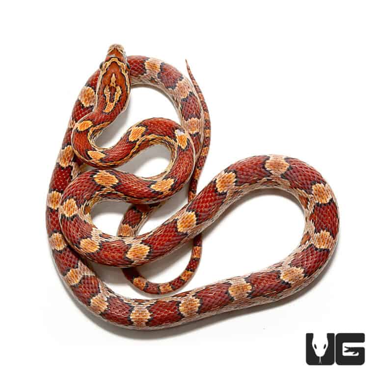 Baby Cornsnake For Sale - Underground Reptiles