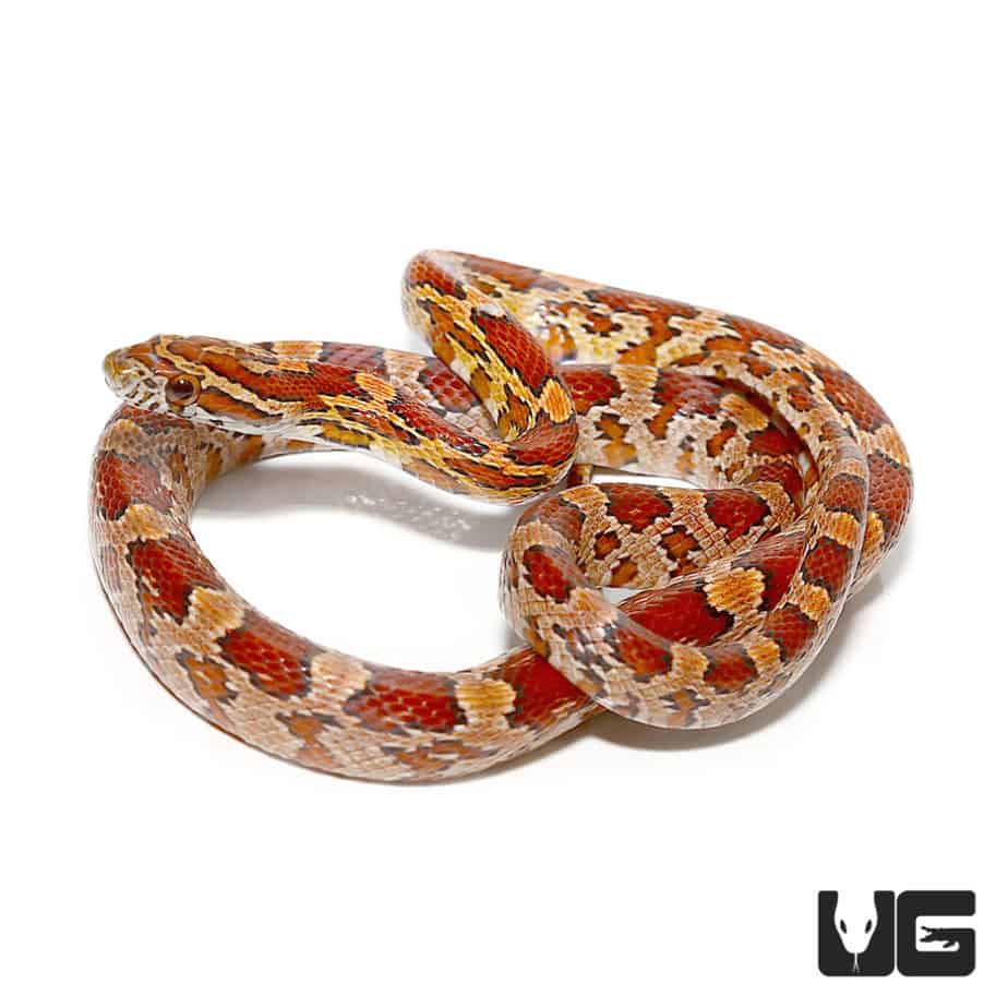 Baby Cornsnake For Sale Underground Reptiles