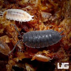 Porcellio Scaber Color Mix Isopods For Sale - Underground Reptiles
