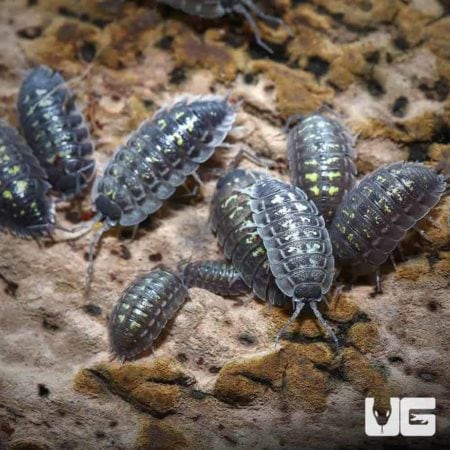 Porcellio Spinipennis Isopods For Sale - Underground Reptiles