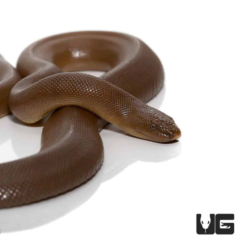 Rubber Boa For Sale Underground reptiles