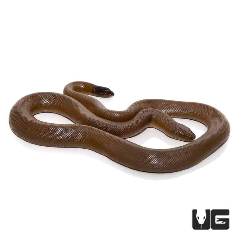 Rubber Boa For Sale Underground reptiles