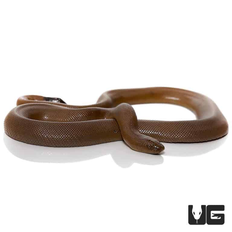 Rubber Boa For Sale Underground reptiles