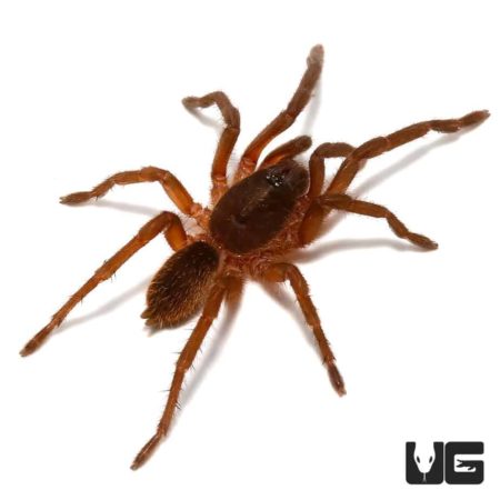 Venezuelan Orange And Bronze Tarantula (Euthycaelus colonica) For Sale - Underground Reptiles