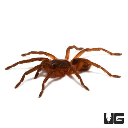 Venezuelan Orange And Bronze Tarantula (Euthycaelus colonica) For Sale - Underground Reptiles