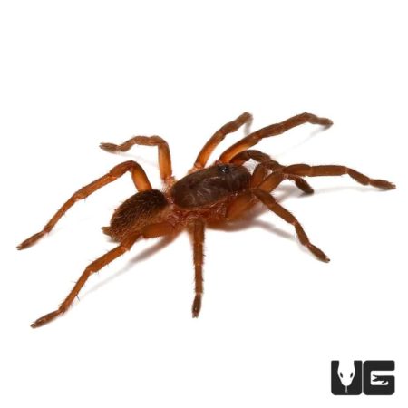 Venezuelan Orange And Bronze Tarantula (Euthycaelus colonica) For Sale - Underground Reptiles