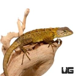 Vietnamese Tree Calotes For Sale - Underground Reptiles