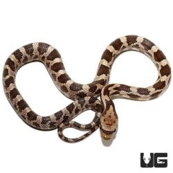 Yearling Gray Ratsnakes For Sale - Underground Reptiles