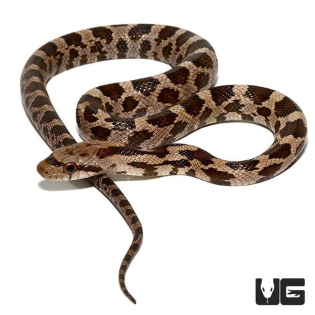 Yearling Gray Ratsnakes For Sale - Underground Reptiles