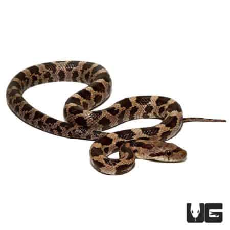 Yearling Gray Ratsnakes For Sale - Underground Reptiles