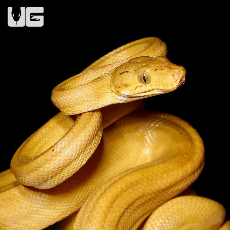 Orange Yellow Colored Amazon Tree Boas (Corallus hortulanus) For Sale