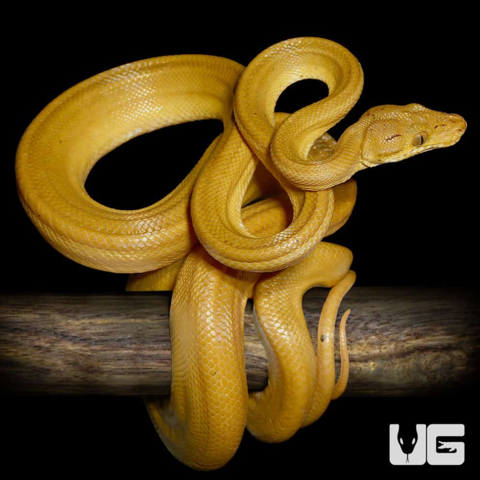 Boas For Sale Underground Reptiles