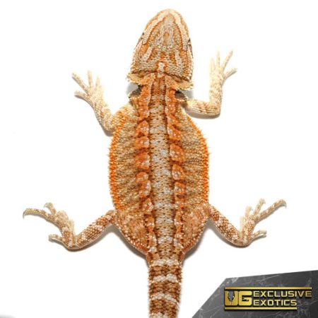 Baby Flame Of Olympus Bearded Dragon For Sale - Underground Reptiles