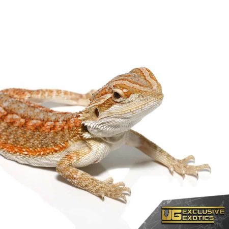Baby Flame Of Olympus Bearded Dragon For Sale - Underground Reptiles
