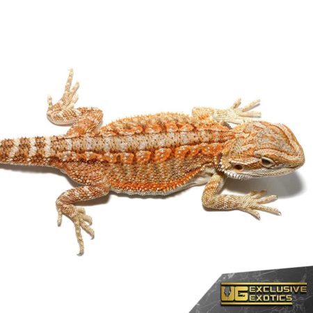 Baby Flame Of Olympus Bearded Dragon For Sale - Underground Reptiles