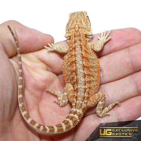 Baby Flame Olympus Bearded Dragon on a person's hand, showcasing vibrant orange and yellow coloratio.