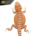Baby Hypo Tricolor Bearded Dragon For Sale - Underground Reptiles