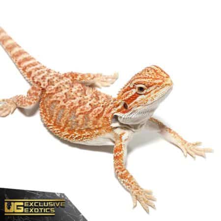 Baby Hypo Tricolor Bearded Dragon For Sale - Underground Reptiles