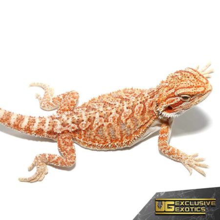 Baby Hypo Tricolor Bearded Dragon For Sale - Underground Reptiles