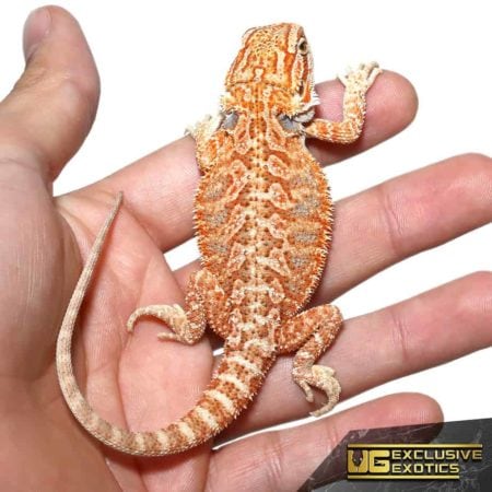 Hypo Tricolor Bearded Dragon on hand, vibrant colors, healthy reptile.