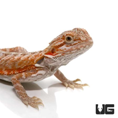 6-8 Inch Hypo Leatherback Bearded Dragon For Sale - Underground Reptiles