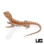 6-8 Inch Hypo Leatherback Bearded Dragon For Sale - Underground Reptiles